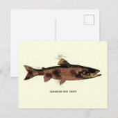 Canadese rode forel illustratieschema briefkaart (Voorkant / Achterkant)