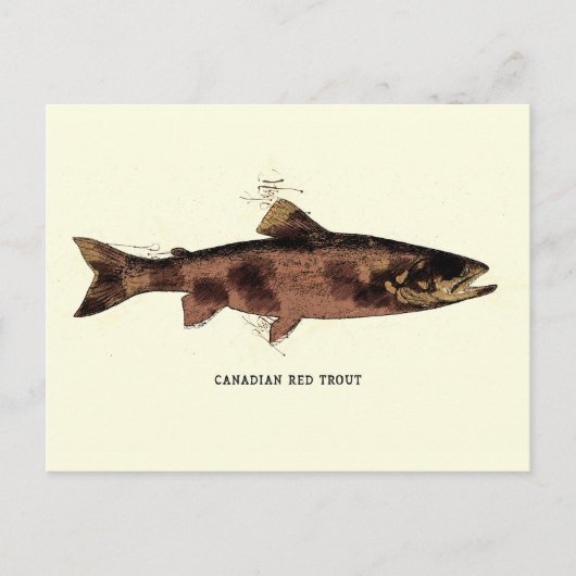 Canadese rode forel illustratieschema briefkaart (Voorkant)