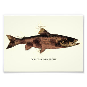 Canadese rode forel  illustratieschema foto afdruk