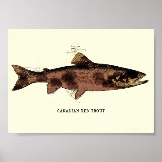 Canadese rode forel illustratieschema poster (Voorkant)
