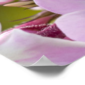 Canadese schoonheid, Floral Pink Phlox Poster (Hoek)