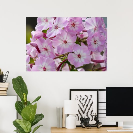 Canadese schoonheid, Floral Pink Phlox Poster (Thuiskantoor)