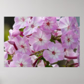 Canadese schoonheid, Floral Pink Phlox Poster (Voorkant)