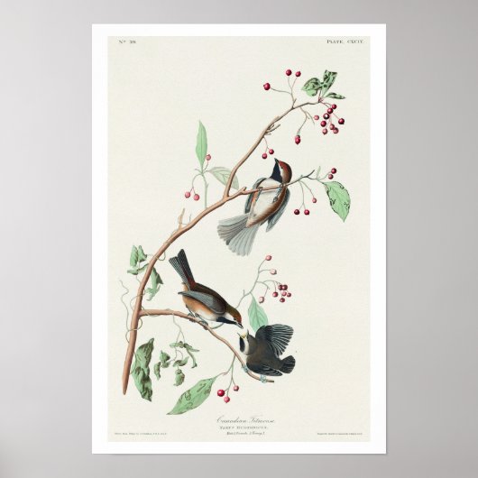 Canadese Titmouse door Audubon Poster (Voorkant)