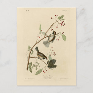Canadese Titmouse van Audubon's Birds of America Briefkaart