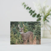 Canadese White Tail Deer Briefkaart (Staand voorkant)