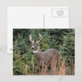 Canadese White Tail Deer Briefkaart (Voorkant / Achterkant)