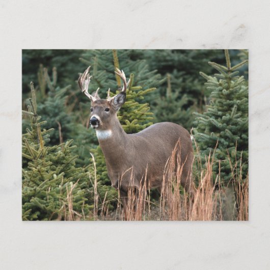 Canadese White Tail Deer Briefkaart (Voorkant)