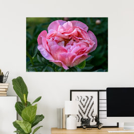 Canadian Beauty, Floral Pink Peony Poster