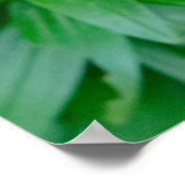 Canadian Beauty, Floral Red Stargazer Lily Poster (Hoek)