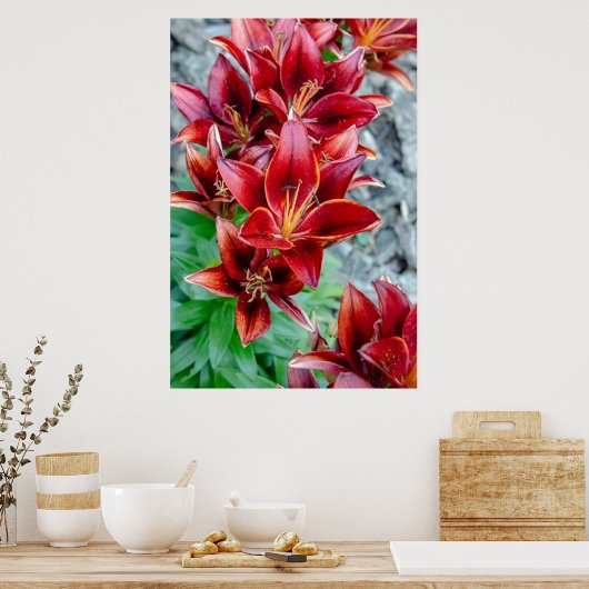 Canadian Beauty, Floral Red Stargazer Lily Poster (Keuken)