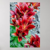 Canadian Beauty, Floral Red Stargazer Lily Poster (Voorkant)