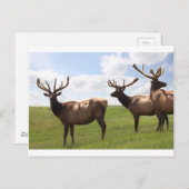 Canadian Bull Elk trio Briefkaart (Voorkant / Achterkant)
