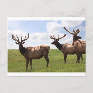 Canadian Bull Elk trio Briefkaart