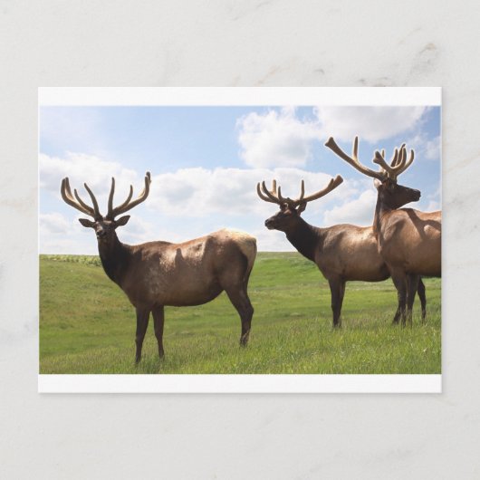 Canadian Bull Elk trio Briefkaart (Voorkant)