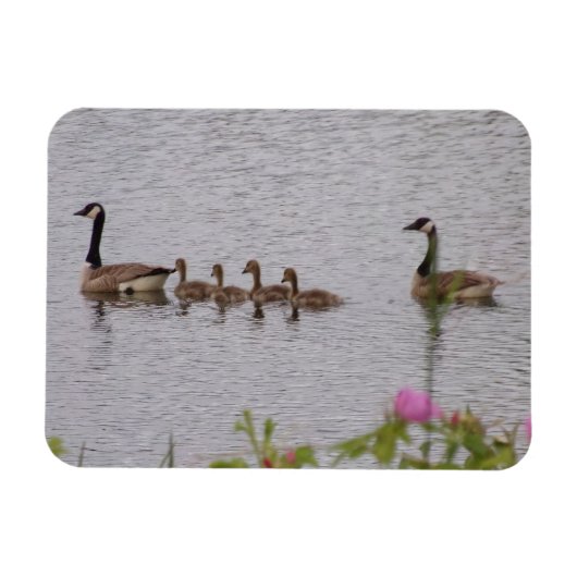 Canadian Geese Family n Flowers Flexible Magnet Magneet (Horizontaal)