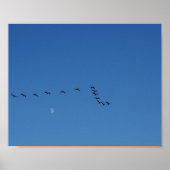 Canadian geese in flight   poster (Voorkant)