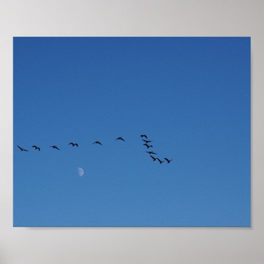 Canadian geese in flight   poster (Voorkant)