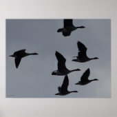 Canadian Geese in Flight Poster (Voorkant)