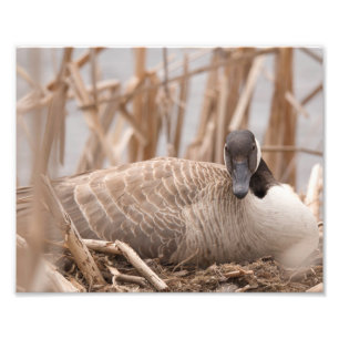 Canadian Geese Nesting Foto Afdruk
