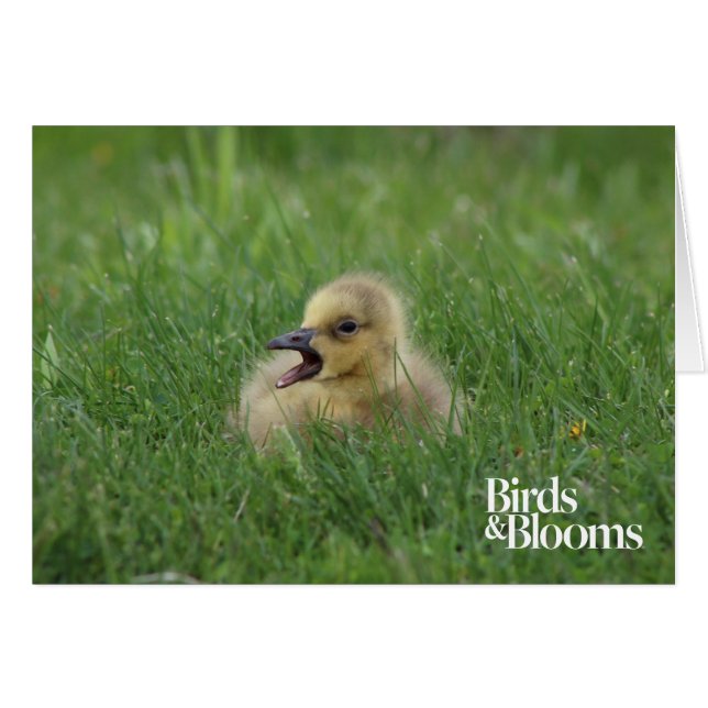 Canadian Goose Chick (Voorkant Horizontaal)