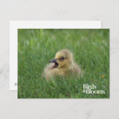 Canadian Goose Chick Briefkaart (Voorkant / Achterkant)