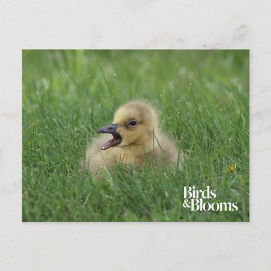 Canadian Goose Chick Briefkaart (Voorkant)