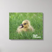 Canadian Goose Chick Canvas Afdruk (Voorkant)