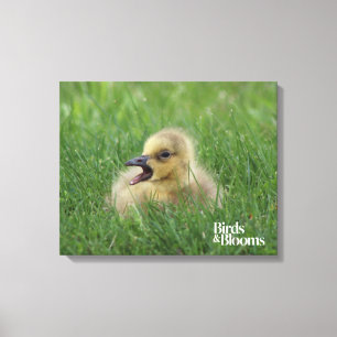 Canadian Goose Chick Canvas Afdruk
