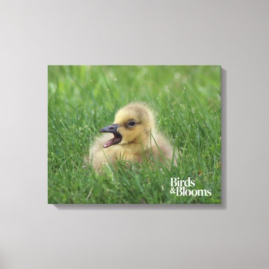 Canadian Goose Chick Canvas Afdruk (Voorkant)
