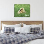 Canadian Goose Chick Canvas Afdruk (Insitu (Slaapkamer))