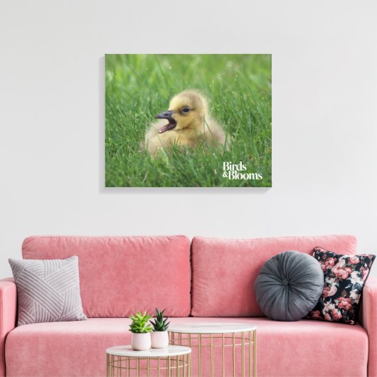 Canadian Goose Chick Canvas Afdruk (Insitu (Woonkamer))