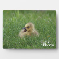 Canadian Goose Chick