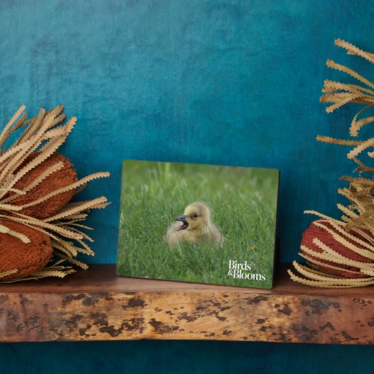 Canadian Goose Chick Fotoplaat (Zijkant)