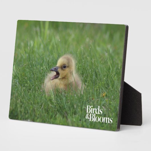 Canadian Goose Chick Fotoplaat (Zijkant)