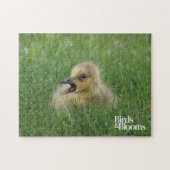 Canadian Goose Chick Legpuzzel (Horizontaal)