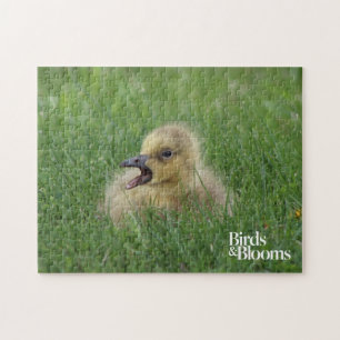 Canadian Goose Chick Legpuzzel