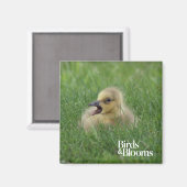 Canadian Goose Chick Magneet (Voorkant / Achterkant)