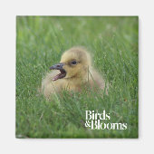 Canadian Goose Chick Magneet (Voorkant)