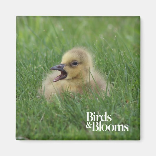 Canadian Goose Chick Magneet (Voorkant)