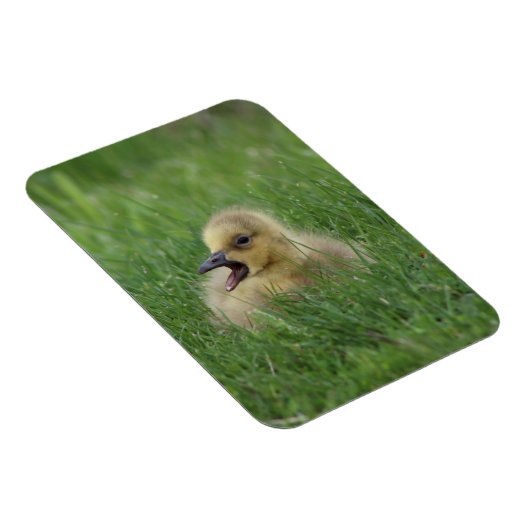 Canadian Goose Chick Magneet (Rechterzijde)