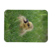 Canadian Goose Chick Magneet (Horizontaal)