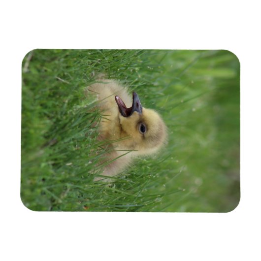 Canadian Goose Chick Magneet (Horizontaal)