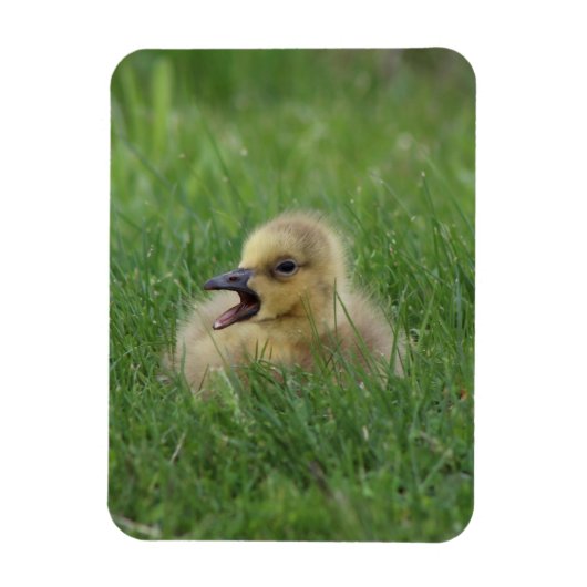 Canadian Goose Chick Magneet (Verticaal)