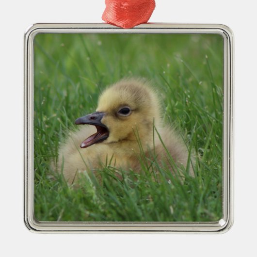Canadian Goose Chick Metalen Ornament (Voorkant)