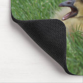 Canadian Goose Chick Muismat (Hoek)