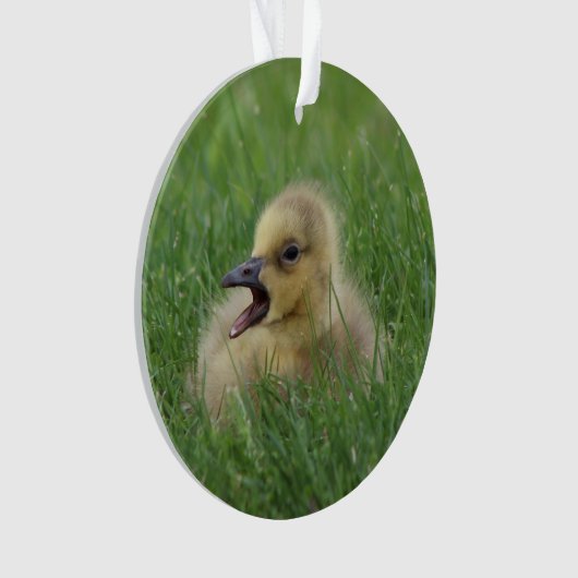 Canadian Goose Chick Ornament (voorkant)