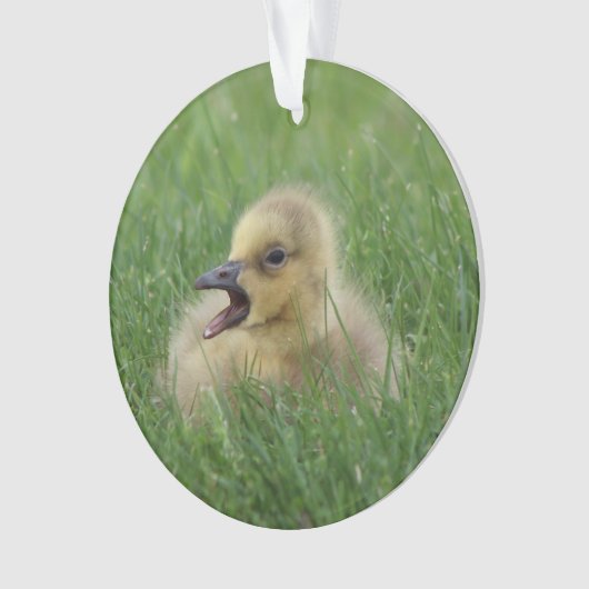 Canadian Goose Chick Ornament (voorkant)