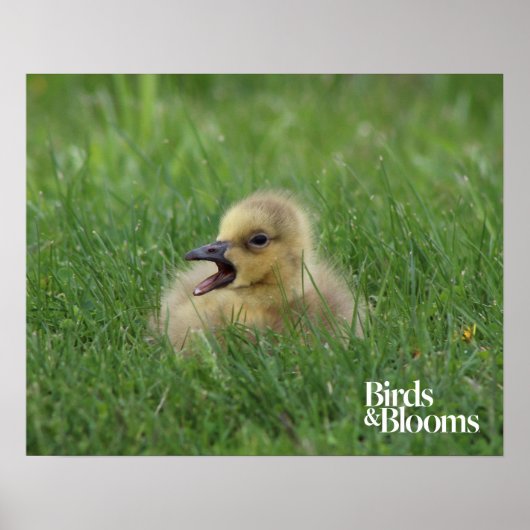 Canadian Goose Chick Poster (Voorkant)