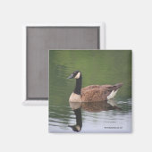 Canadian Goose Reflections Natuur fotomagneet Magneet (Voorkant / Achterkant)